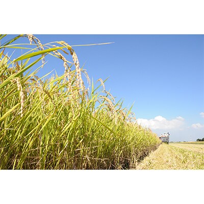 【毎月定期便】茨城県河内町産コシヒカリ10kg全3回