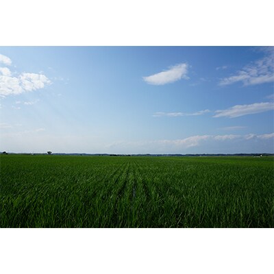 【2ヵ月毎定期便】茨城県河内町産コシヒカリ玄米30kg 全6回