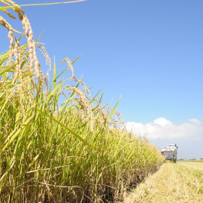 【毎月定期便】茨城県河内町産コシヒカリ10kg(10kg×1袋)全3回