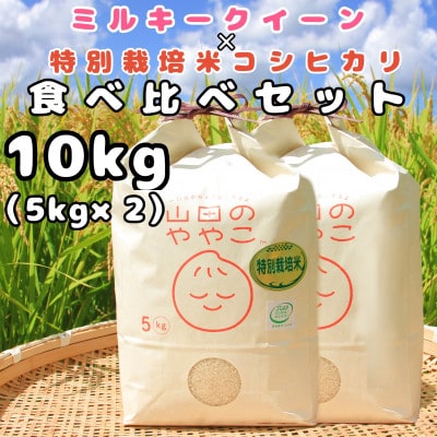令和5年産『山田のややこ』ミルキ―クイーン(5kg)特別栽培米コシヒカリ(5kg)食べ比べセット