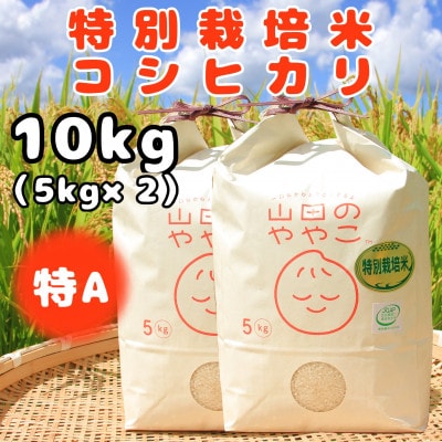 令和6年産『山田のややこ』特別栽培米コシヒカリ(精米)10kg(5kg×2袋)