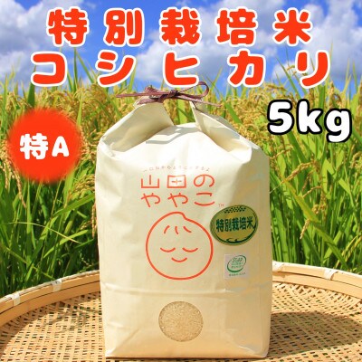 令和6年産『山田のややこ』特別栽培米コシヒカリ(精米)5kg