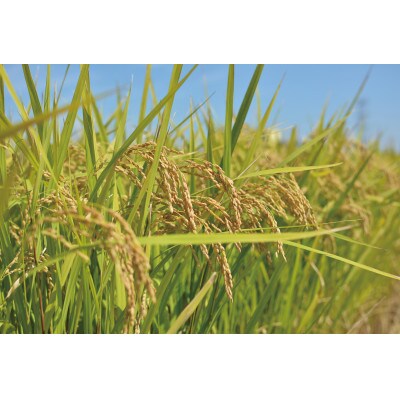 【令和4年産】河内町産ひとめぼれ10kg(5kg×2)(精米)