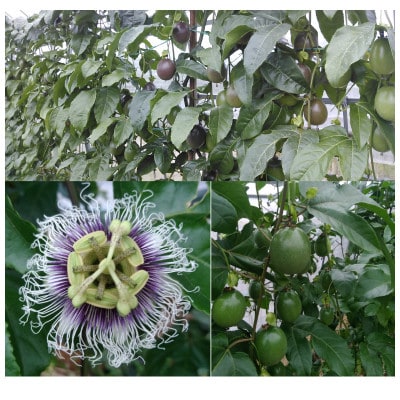 【2026年先行予約】えみちゃん農園 大玉パッションフルーツ(12個入り)