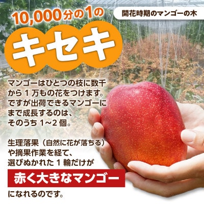 【2026年先行予約】竹マンゴーえみちゃん農園の完熟マンゴー　プレミアム1kg