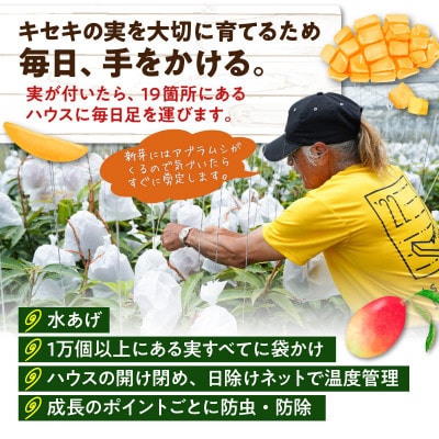 【2026年先行予約】竹マンゴーえみちゃん農園の完熟マンゴー　プレミアム1kg