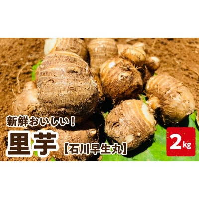 里芋(石川早生丸)(2kg)