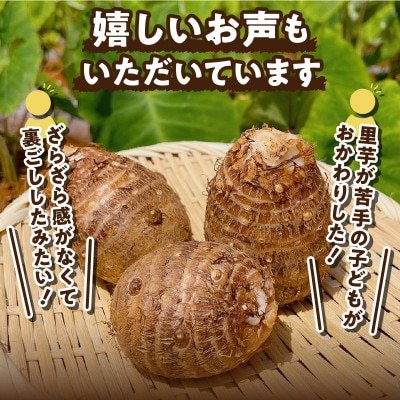 里芋(石川早生丸)(2kg)
