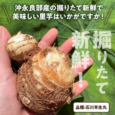里芋(石川早生丸)(2kg)