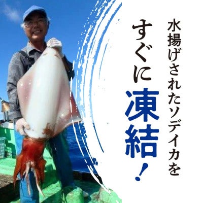 沖永良部島 イカの王様!ソデイカ 3kg