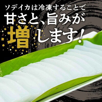 沖永良部島 イカの王様!ソデイカ 1.5kg