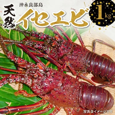 沖永良部島の天然イセエビ 1kg
