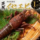 沖永良部島の天然イセエビ 1匹