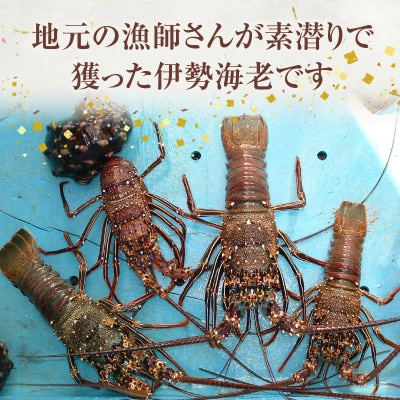 沖永良部島の天然イセエビ 1匹