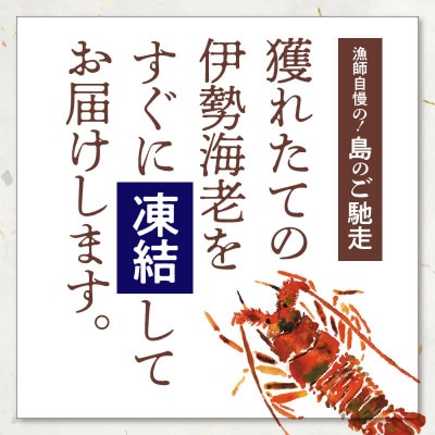 沖永良部島の天然イセエビ 1匹
