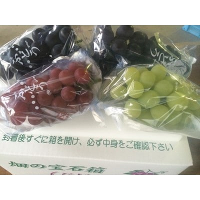 【大粒種なしぶどう】2kg以上詰合せ(2~3種類、約3~4房)【(有)松井農産】