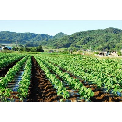 【厳選】約2.5kg 天狗印枝豆「味緑(みりょく)」