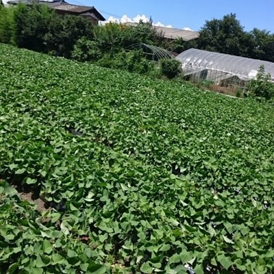 上州からっ風　干しいも(平干し)　300g×3袋