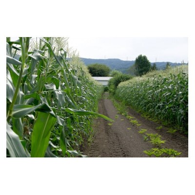 《7月下旬～9月中旬発送》沼田市産 特別栽培のとうもろこし 13～15本 黄色(ゴールドラッシュ)