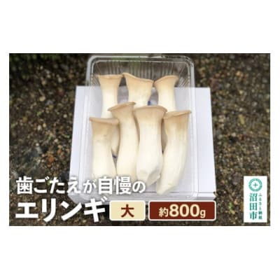 歯ごたえが自慢のエリンギ 大 約800g