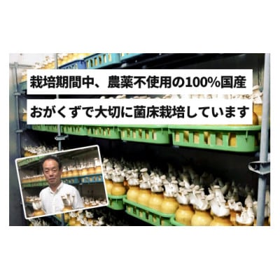 歯ごたえが自慢のエリンギ 大 約800g