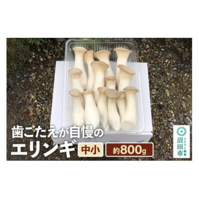 歯ごたえが自慢のエリンギ 中小 約800g