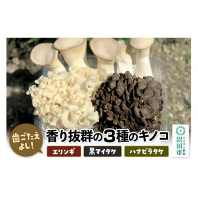 歯ごたえよし!香り抜群の3種のきのこ(エリンギ、黒舞茸、ハナビラタケ)の詰め合わせ 計約800g