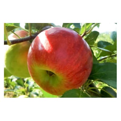 《3種確定》果樹園マンサーナ りんごジュース おまかせ1L×3本セット