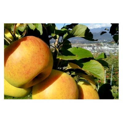 《3種確定》果樹園マンサーナ りんごジュース おまかせ1L×3本セット