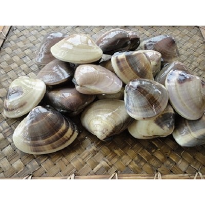 九十九里浜　天然はまぐり　1kg【厳選】