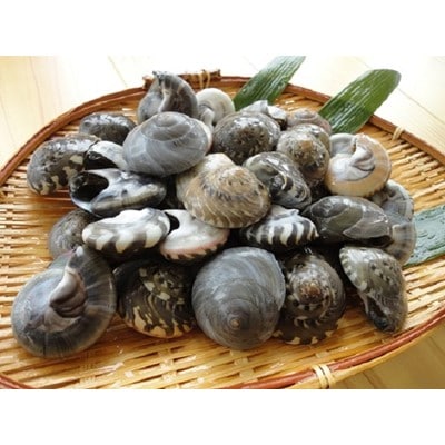 九十九里浜　天然ながらみ　1kg【名産】