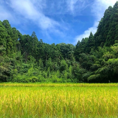 【令和6年産】千葉県産　ふさこがね　精米 10kg (精米5kg×2袋)