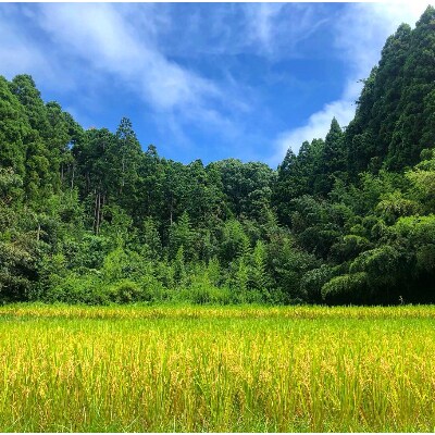 2年連続特A評価!【令和2年産】千葉県産 コシヒカリ 精米10kg (精米5kg×2袋)