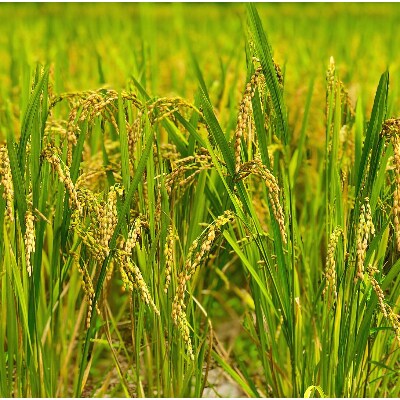2年連続特A評価!【令和2年産】千葉県産 コシヒカリ 精米10kg (精米5kg×2袋)