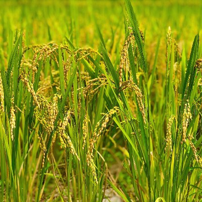 食べ比べ2種 令和3年産ミルキークイーン・ふさおとめ 10kg(各5kg×1袋　計2袋)
