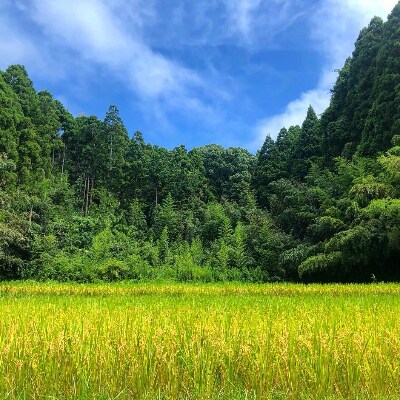 【数量限定】【令和3年産】千葉県産ミルキークイーン10kg (精米5kg×2袋)