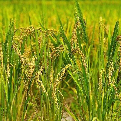 【数量限定】【令和3年産】千葉県産ミルキークイーン10kg (精米5kg×2袋)