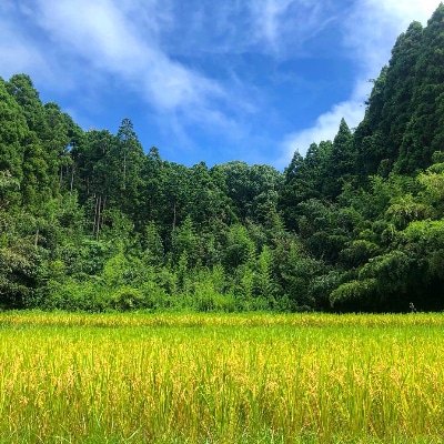 【数量限定】2年連続特A評価!【令和3年産】千葉県産 コシヒカリ 無洗米 10kg (5kg×2袋)