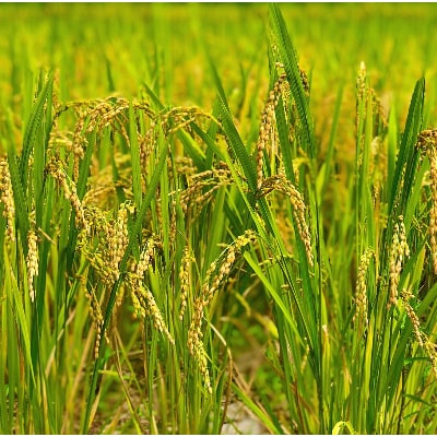【令和6年産】2年連続特A評価!　千葉県産コシヒカリ15kg (5kg×3袋)