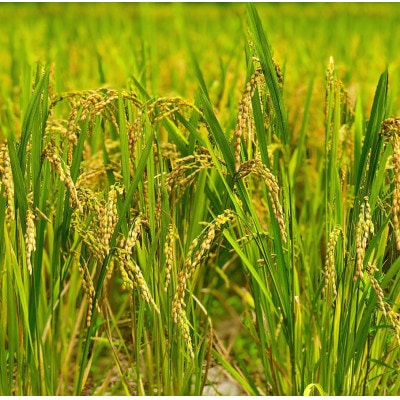 【令和6年産】2年連続特A評価!　千葉県産コシヒカリ25kg (5kg×5袋)