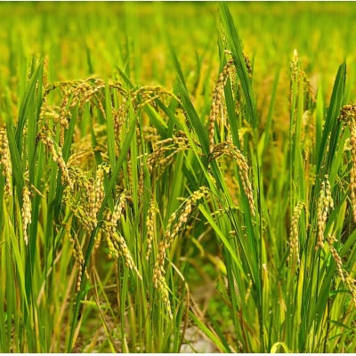 【令和6年産】2年連続特A評価!　千葉県産コシヒカリ15kg無洗米(5kg×3袋)