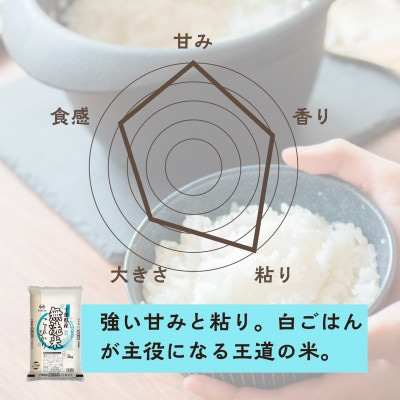 【令和7年産】2年連続特A評価!　千葉県産コシヒカリ25kg無洗米 (5kg×5袋)