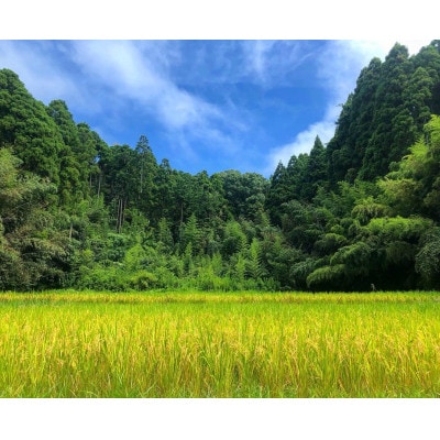 令和7年産 新米　千葉県産コシヒカリ10kg精米 (5kg×2袋)