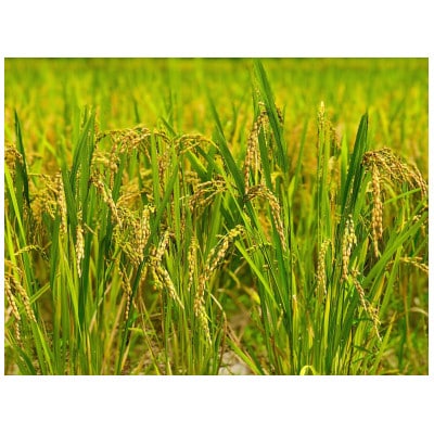 令和7年産 新米　千葉県産コシヒカリ10kg精米 (5kg×2袋)