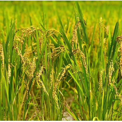 令和7年産 新米　千葉県産コシヒカリ10kg無洗米 (5kg×2袋)