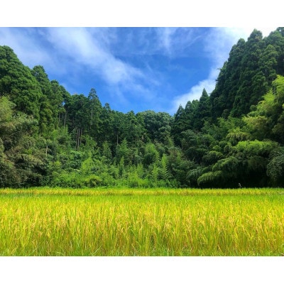 【令和7年産】2年連続特A評価!千葉県産コシヒカリ5kg精米(5kg×1袋)