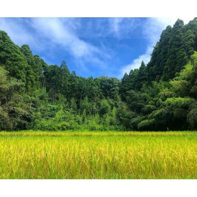 【令和7年産】2年連続特A評価!千葉県産コシヒカリ5kg無洗米(5kg×1袋)