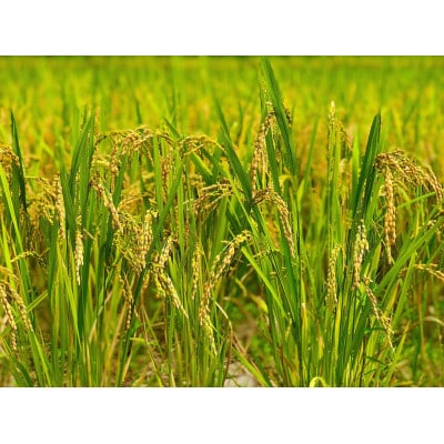 【毎月定期便】2年連続特A評価!千葉県産コシヒカリ 無洗米 5kg(5kg×1袋)全6回