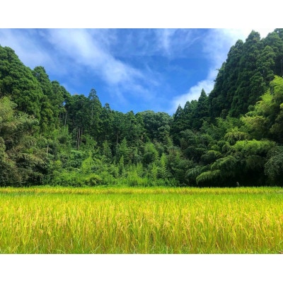 【毎月定期便】2年連続特A評価!千葉県産コシヒカリ 精米 5kg(5kg×1袋)全3回