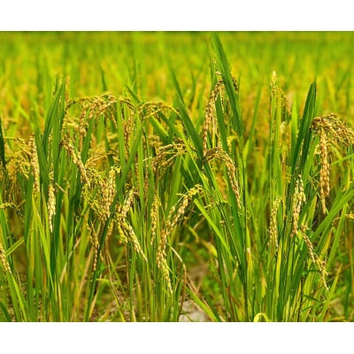 【毎月定期便】2年連続特A評価!千葉県産コシヒカリ 精米 5kg(5kg×1袋)全3回